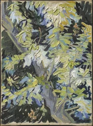 Acacia in fiore