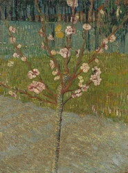 Mandorlo in fiore