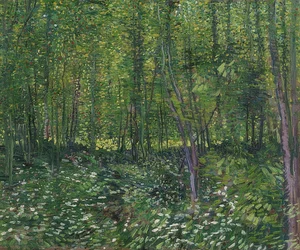 Alberi e sottobosco