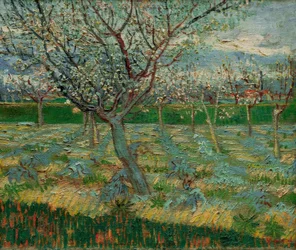 Frutteto in fiore con alberi di albicocca