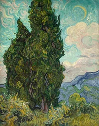 Cipressi