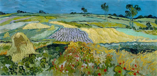 Campi vicino a Auvers