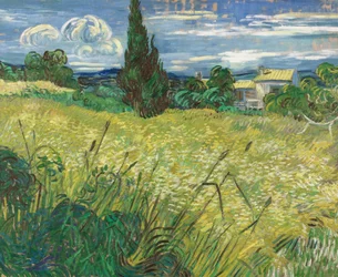 Campo di grano verde con cipresso