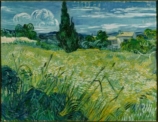 Campo di grano verde con cipresso