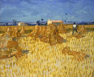 Raccolto in Provenza