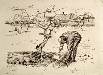 Nel frutteto