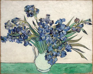 Iris