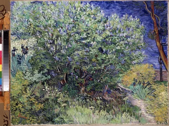 Il cespuglio di lillà