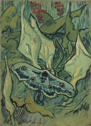 Il grande pavone verde (sfinge testa di morto)