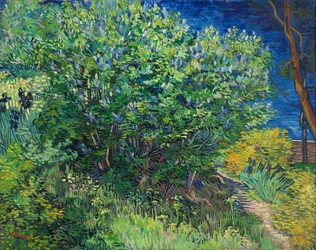 Lillà