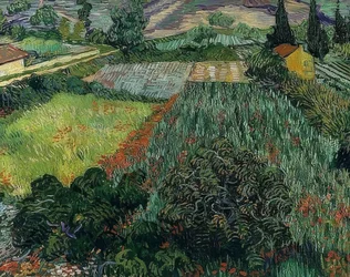 Campo di papaveri