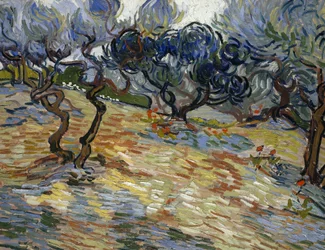 Ulivi: cielo azzurro brillante