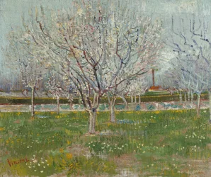 Frutteto in fiore (susini)