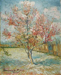 Peschi rosa (Souvenir de Mauve)