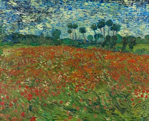Campo di papaveri