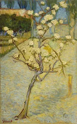 Piccolo pero in fiore