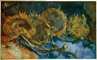 Girasoli