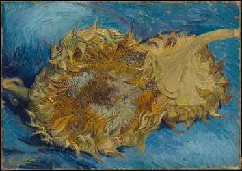Girasoli
