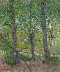 Alberi
