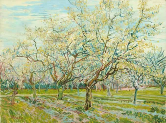 Il frutteto bianco