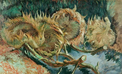 Quattro girasoli appassiti