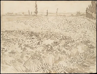 Campo di grano