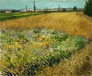Campo di Grano