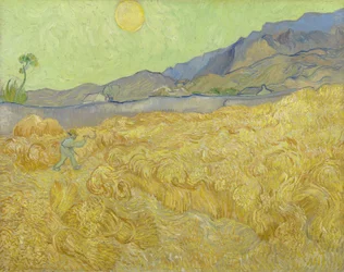 Campo di grano con un mietitore
