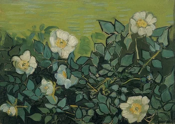 Rose selvatiche