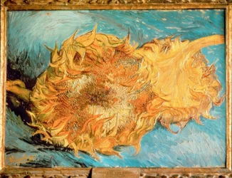 Due girasoli tagliati