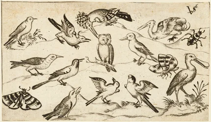 Dodici tipi di uccelli, tra cui un gufo e un pellicano, etichettati individualmente e posizionati...