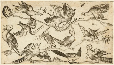 Undici uccelli e due insetti su terreno minimo con gufo con ali spiegate seduto su un ramo al centro con altri uccelli che circondano e prendono in giro il gufo, da Douce Ornament Prints Album I, dopo il 1572