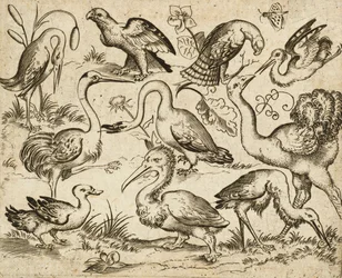 Struzzo a sinistra con altri nove uccelli, tra cui un airone e un pellicano, su un terreno minimale con macchie di fogliame, da Douce Ornament Prints Album I