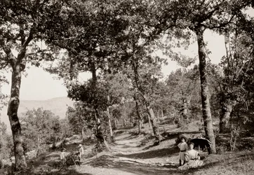 Passeggiata nella foresta