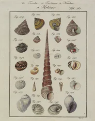 Conchiglie marine: Trochi, Turbines, Neritae Helices, da Neues Systematisches Conchylien-Cabinet