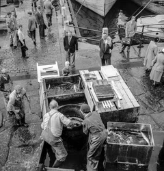Pescatori in Islanda scaricano il pescato sul molo