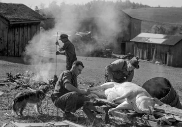 Uomini preparano un maiale macellato per essere arrostito in un cortile di fattoria, West Virginia