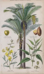 Palma Gommuta; Palma Passava; Canapa Sunn; Juta