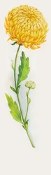 Fiore di crisantemo, disegno