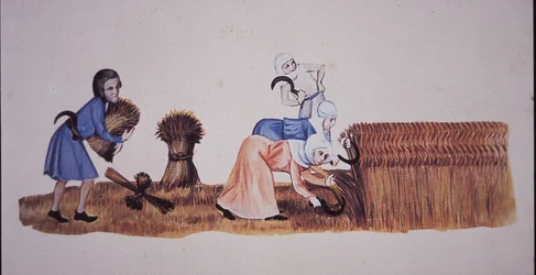 Donne medievali che raccolgono il grano, da una scena del Luttrell Psalter