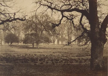 Parco di Windsor, cervi che si nutrono, 1850