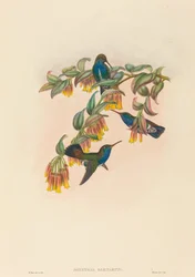 Agyrtria bartletti (Smeraldo di Bartlett)
