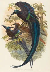 Epimachus speciosus (Uccello del paradiso dal becco ricurvo)