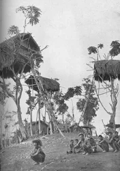 Dobos, case sugli alberi per donne non sposate in Melanesia, 1902