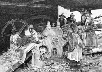 Schiacciamento della canna, 1886