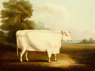 Un bue a corna corte in un campo