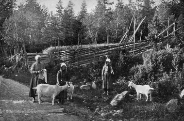 Allevamento di capre a Dalarna, Svezia, 1908-1909