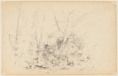 Schizzo di piante selvatiche