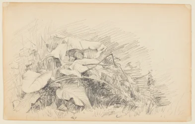 Studio di erba e piante