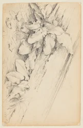Studio di piante e tronco d